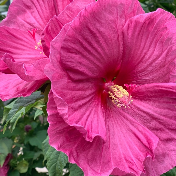 Meet your Posher, Anya - Picture 10 of 13